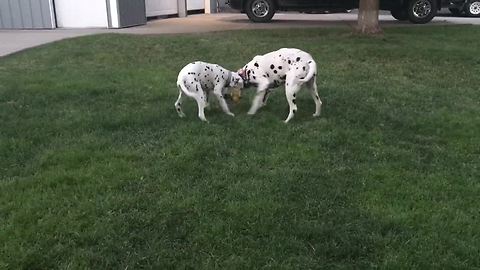 Dalmatians rumble it out on the yard!