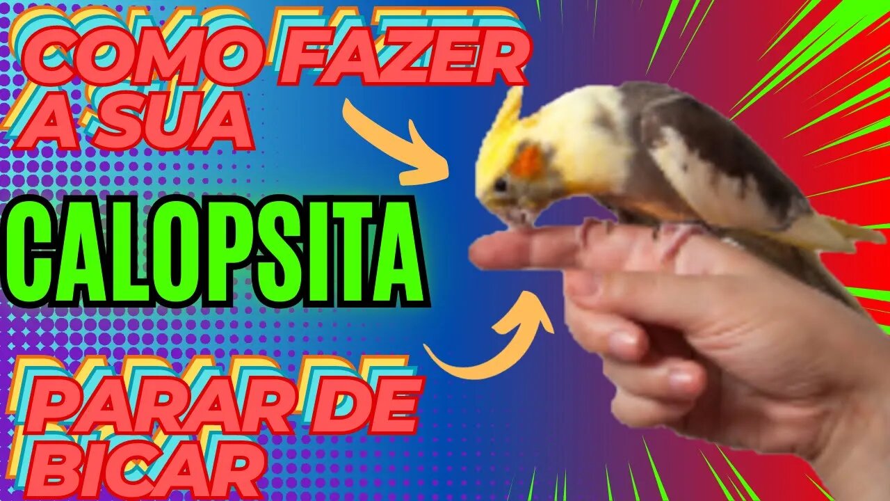 COMO FAZER A SUA CALOPSITA PARAR DE BICAR