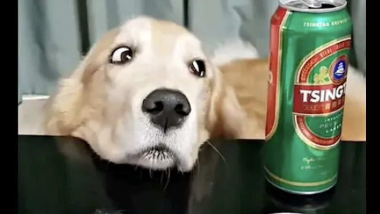 Приколы с животными