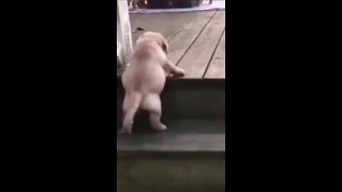 Cute puppy stucked on a step