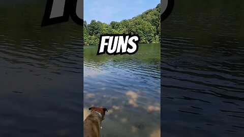 Indy loves the water ❤️ #labhusky #goodestboy #swimmies