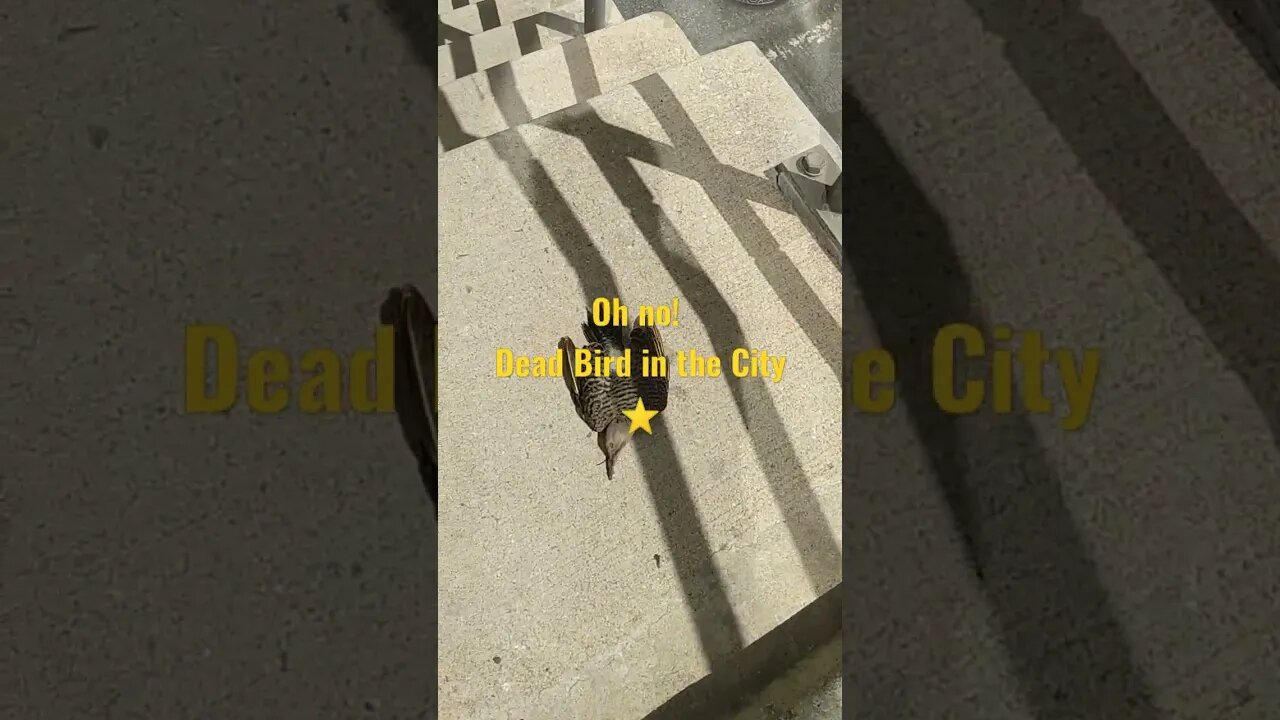 this is what i found walking down stairs on walnut st bridge to 24th st. đâšī¸đ