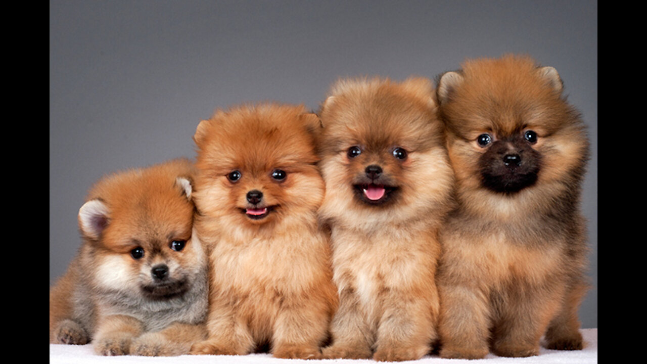 Cute Puppies Cute Funny and Smart Dogs and very cute