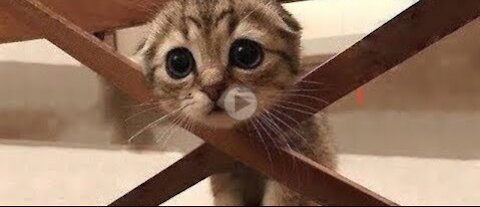 💗 Cute And Funny Pets | Try Not To Laugh To These Pets Compilation 💗 Cutest lands