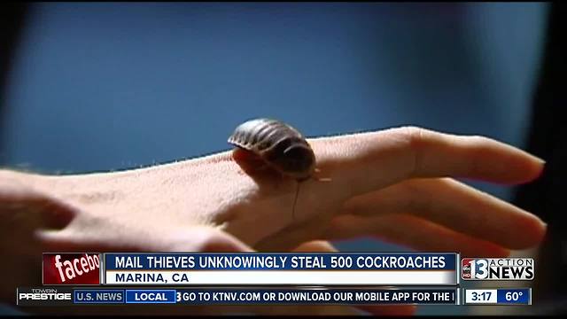 Mail thieves stole cockroaches