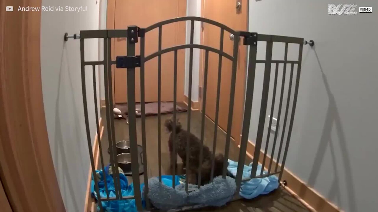 Cagnolino determinato si libera in modo geniale!