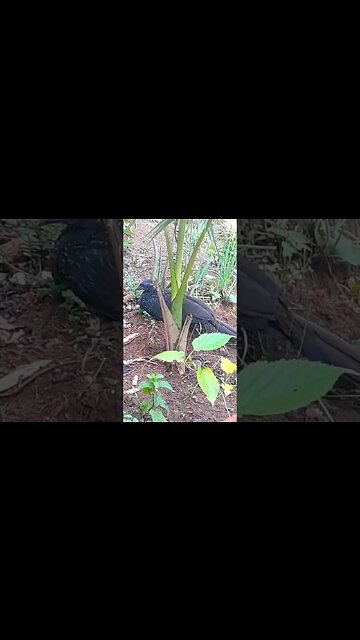 Jacu e seus filhotes deitado na terra em busca de comida