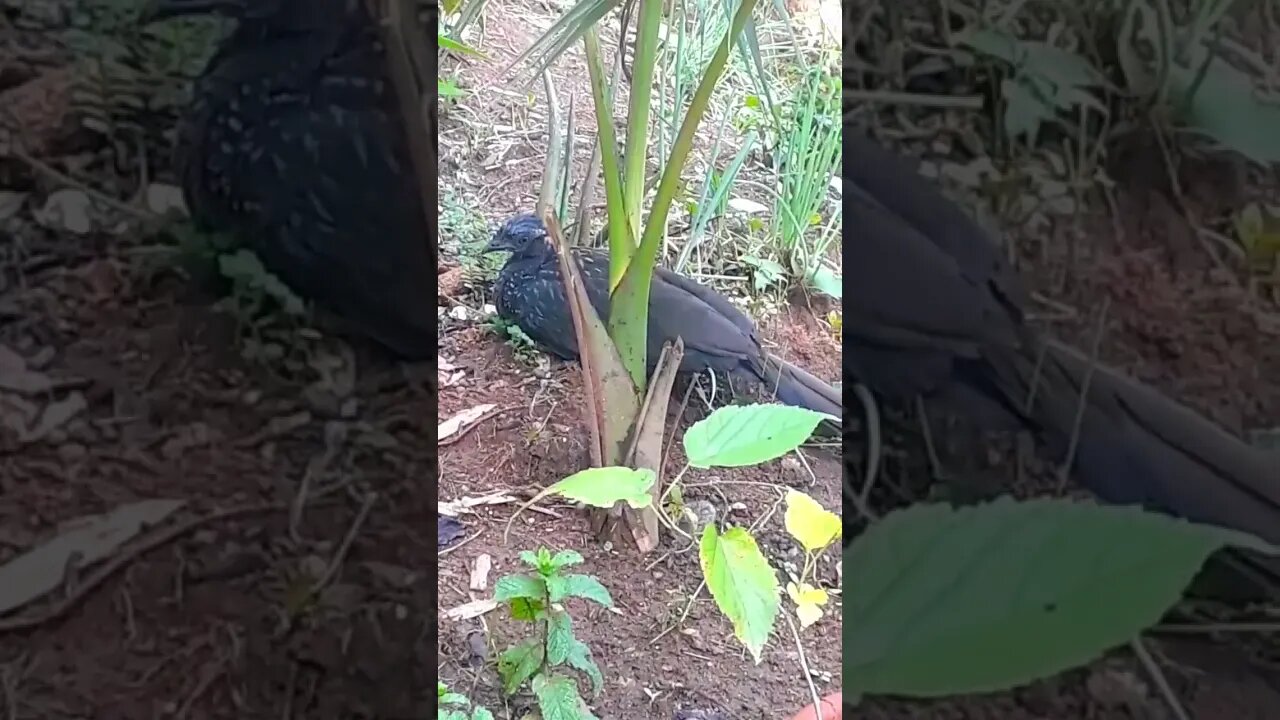 Jacu e seus filhotes deitado na terra em busca de comida