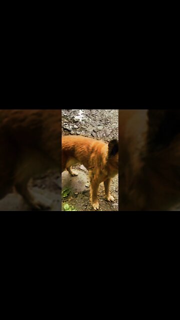 Dogs in water with effects by capcut #capcut