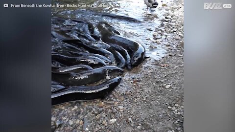 Anguille fuori dall'acqua pur di mangiare