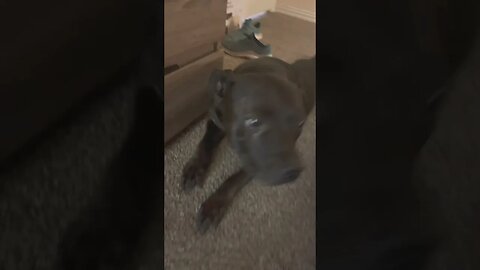 Vicious pitbull attack