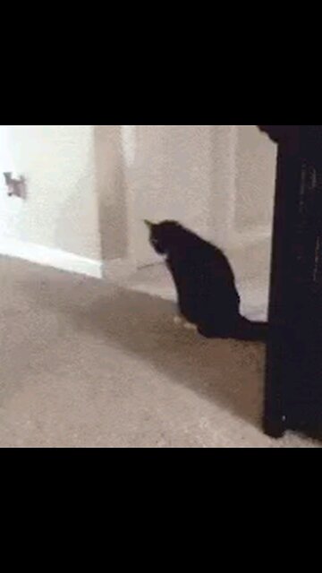 BIDEN JUMPS FROM CHILDREN, TO DOGS, TO CATS WITH SNIFFING