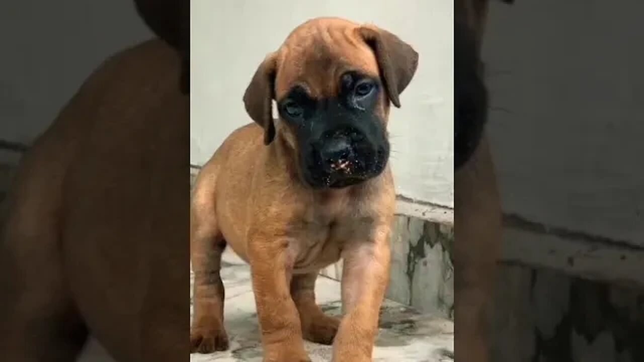 Cute Boerboel Puppy #boerboel #cute #doglover #trending #shorts #viral