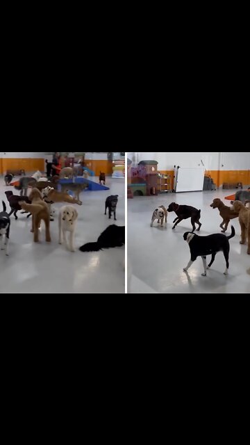 High Energy English Bulldog Jumps Over Another Dog