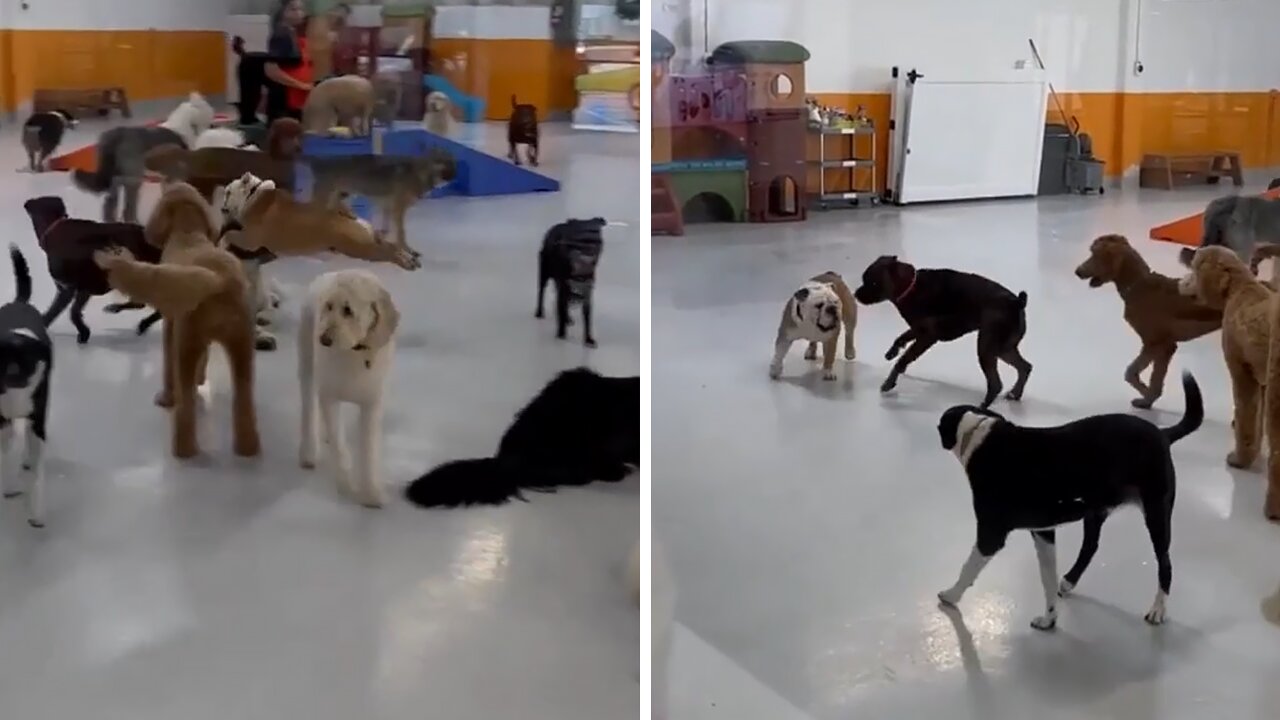 High Energy English Bulldog Jumps Over Another Dog