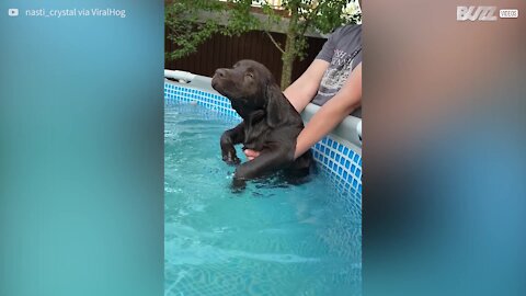 Cão nada em piscina de forma hilariante