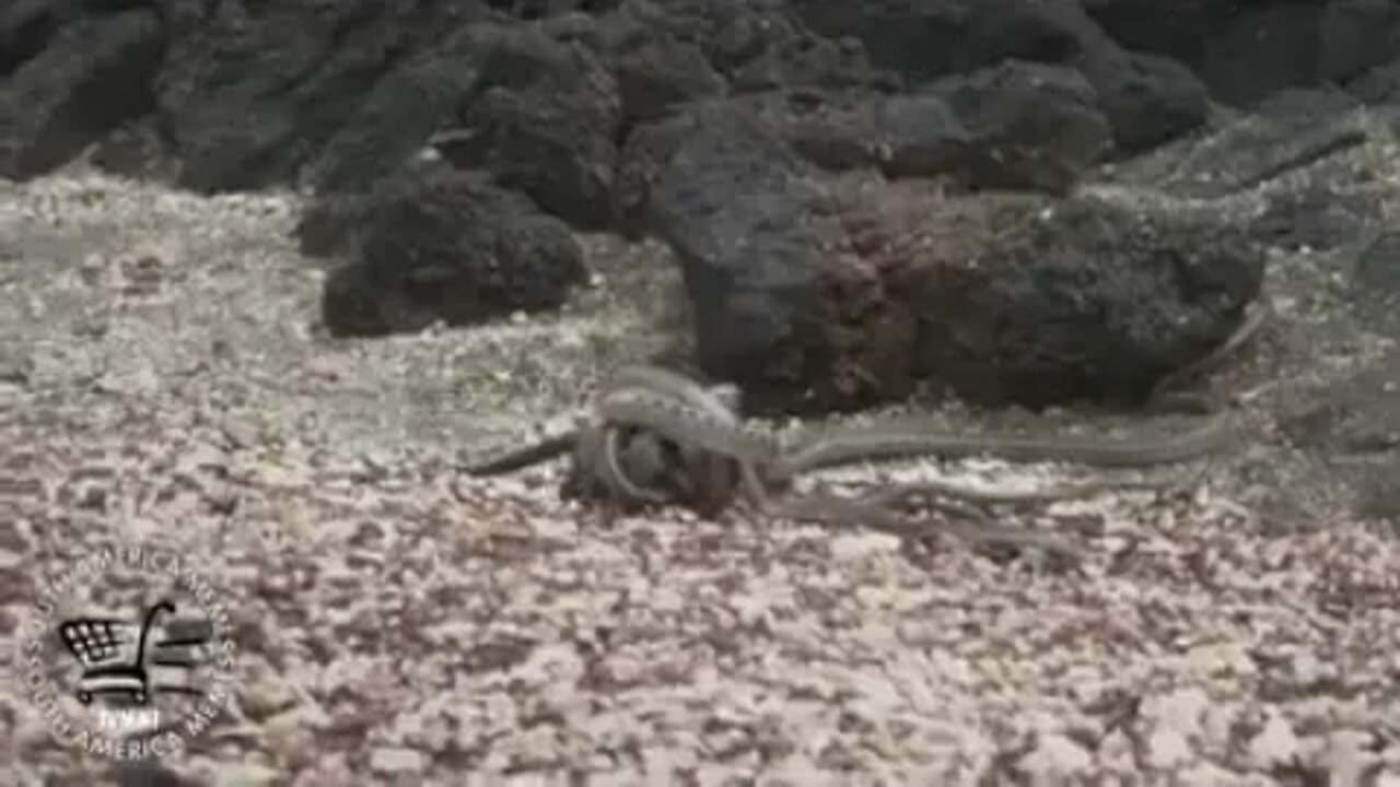 Iguana VS Snakes (Zoeira)