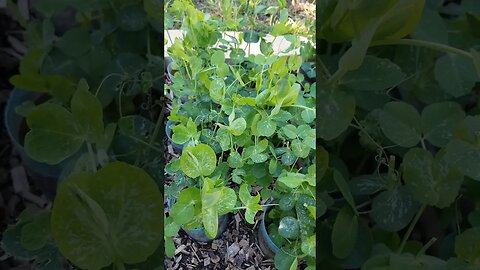 Pea Leaves update