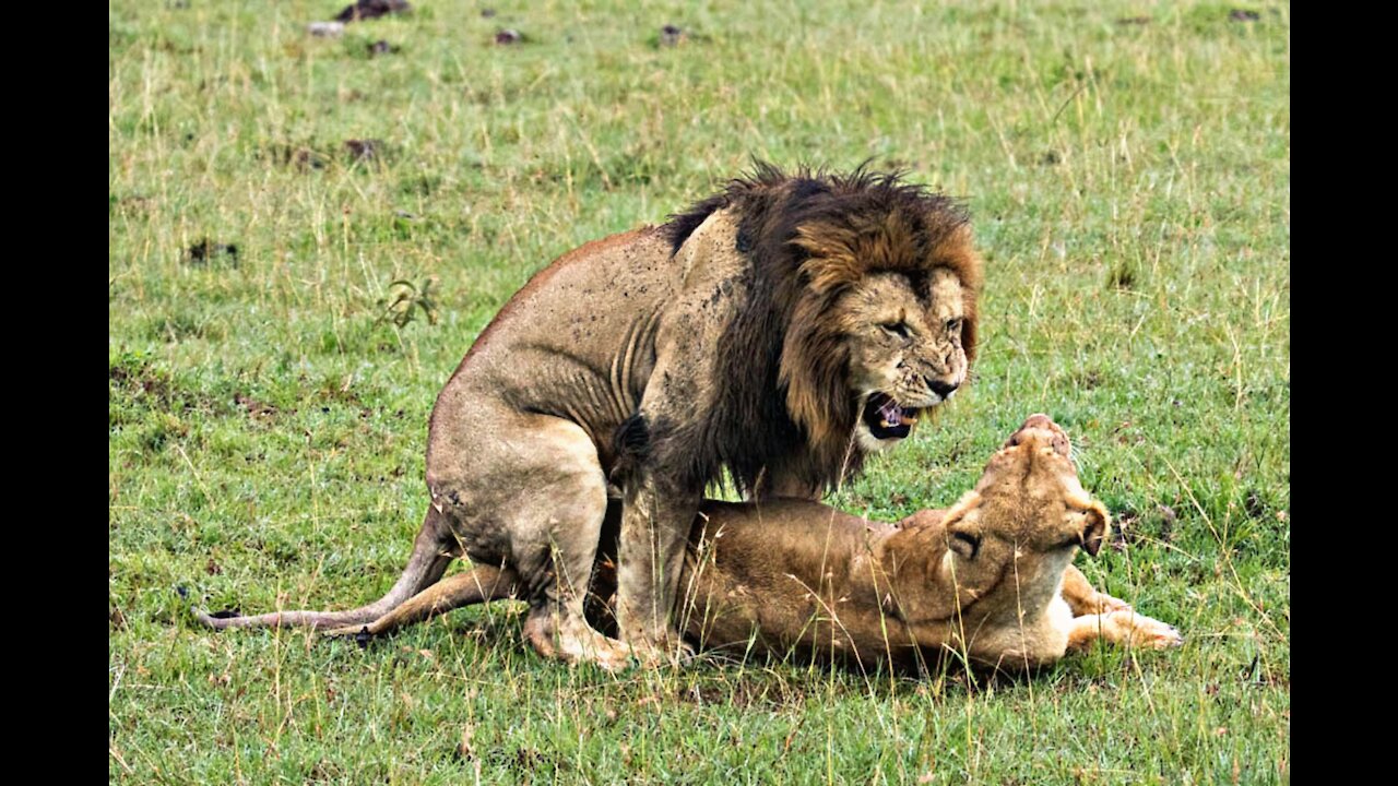 Sexual reproduction in lions!!🙀