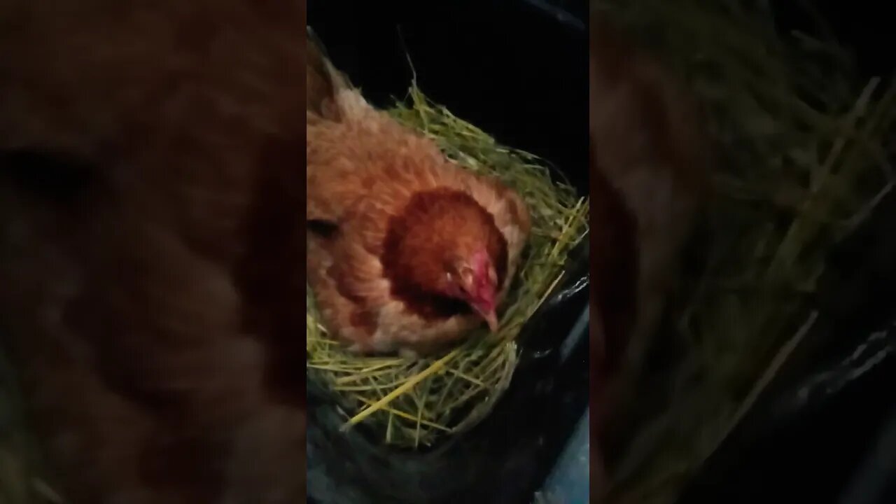 Forest now has two babies they were quick to get back under her