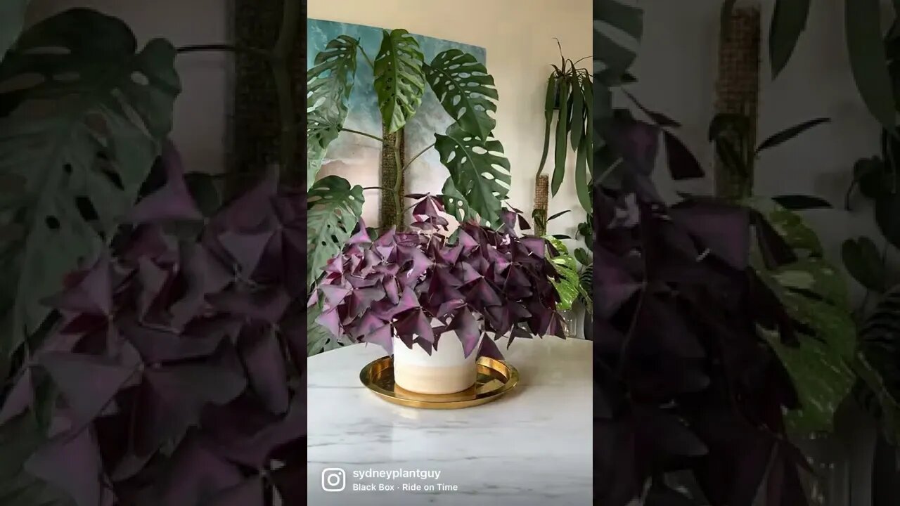 Oxalis triangularis is so dramatic in letting me know that it wants water, but bounces back quickly