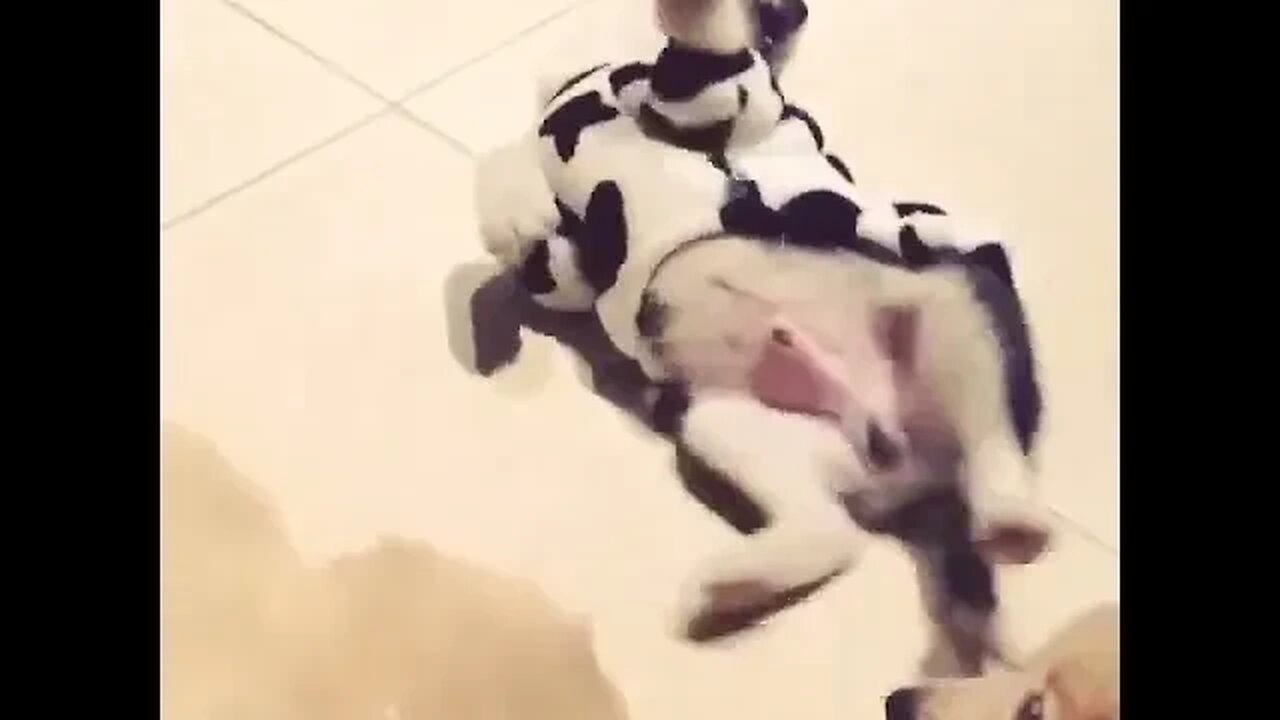 Cute Funny Dog -15