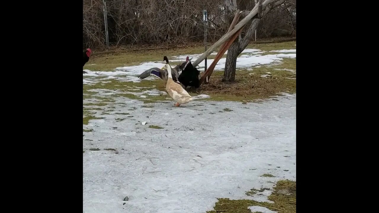 #ducks #chickens #rooster #homesteading #homestead #farm #farmanimals #farmlife