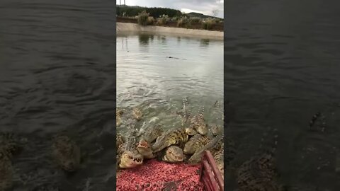 BOYS IT’S LUNCHTIME! 🐊