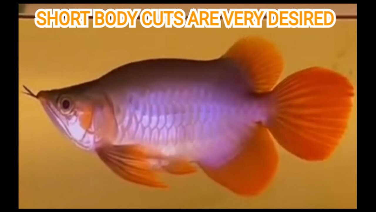 SUPER RED AROWANA ORNAMENTAL FISH WITH SMALL SHORT BODIES IS VERY DESIRED