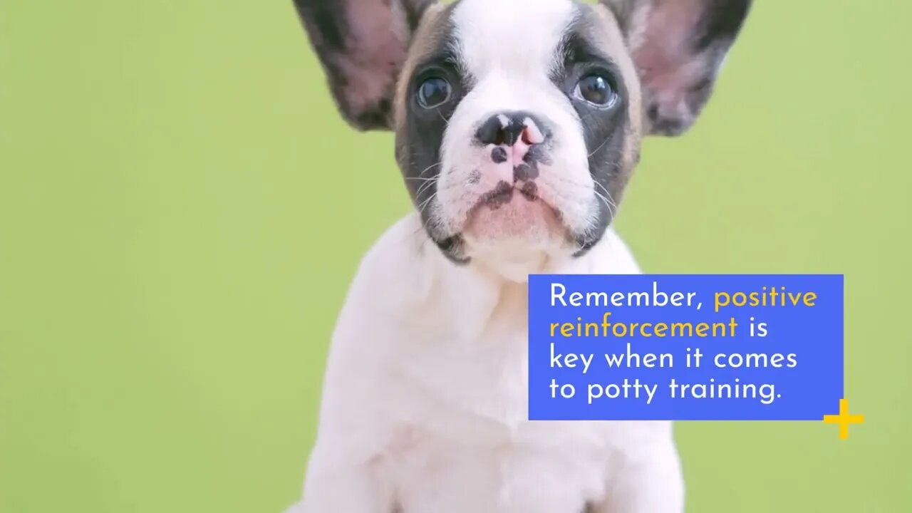 Potty Training Puppies - The Ultimate Guide For Pet Owners