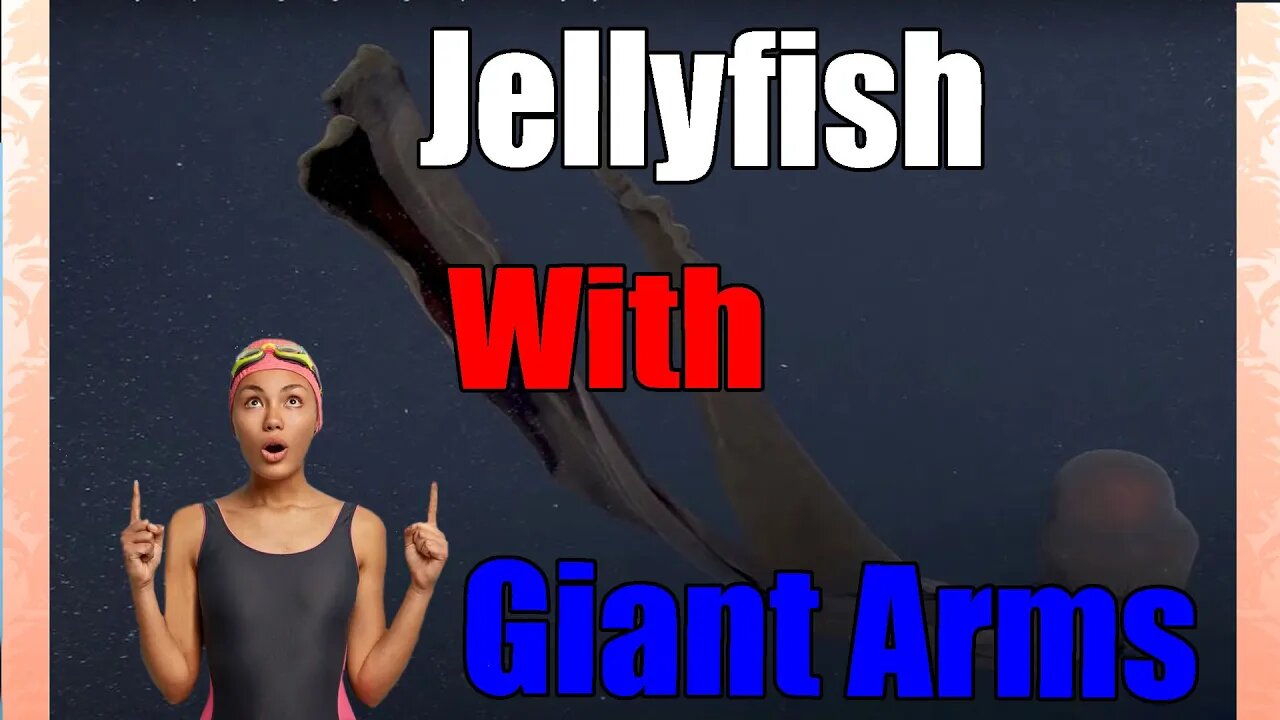 Giant Rare 'Phantom Jellyfish' That Eats With Mouth Arms - Watch in Shock