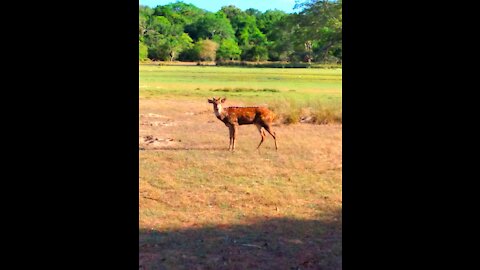 Beautiful Herd oh Spotted Deer