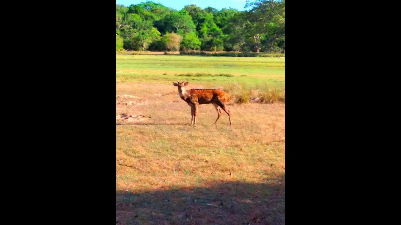 Beautiful Herd oh Spotted Deer