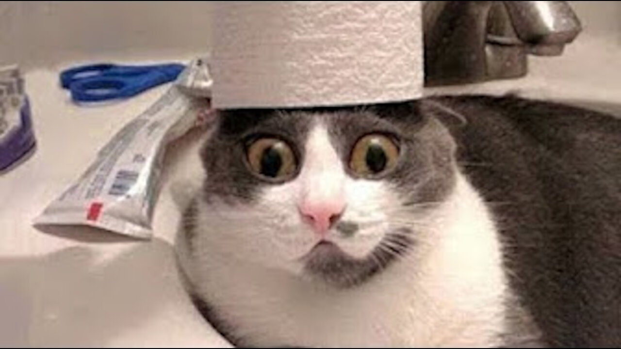 Funny Animals Amazing