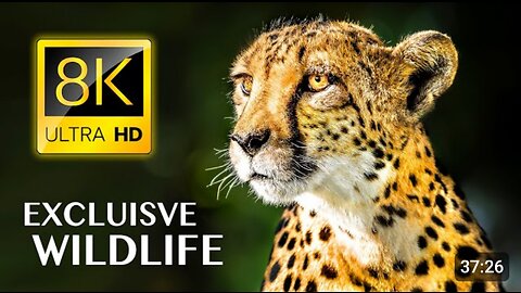 Exclusive Wild Life in 8K Ultra HD