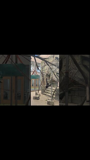 I think he’s a boy monkey, guys