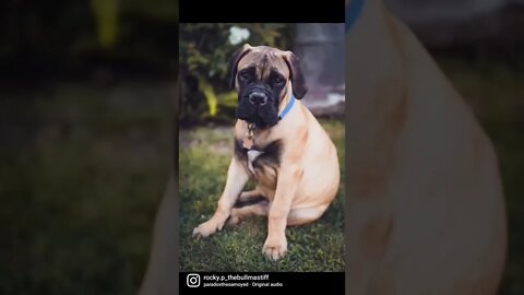 Handsome Puppy 🐶 Rocky at 4 months 8 days old #babydog #bullmastiff #puppyoftheday #puppylife #like