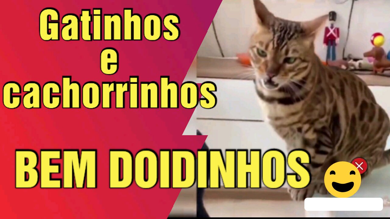 animais engraçados 2022 tente não rir - Vídeo 09