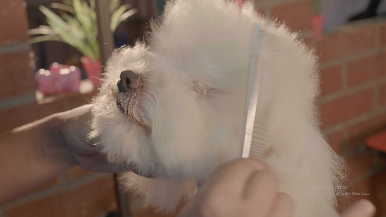 Adorable dog in a grooming pet.