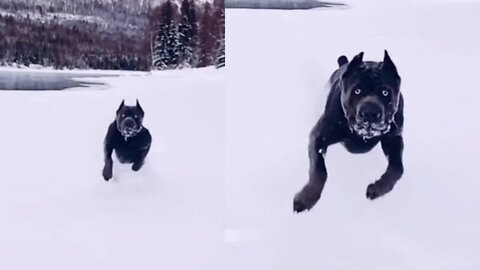 How the dog jumped and broke a piece of ice 🐕.