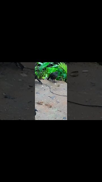 Jacu e seus filhotes em busca de DIVERSÃO