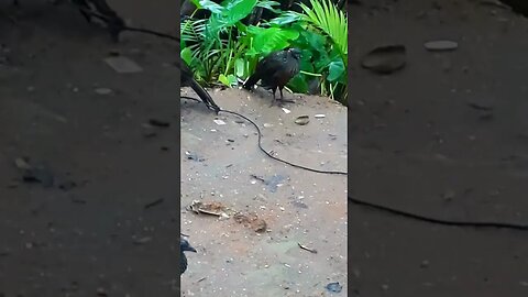 Jacu e seus filhotes em busca de DIVERSÃO