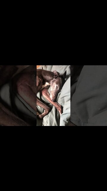 Disabled greyhound fast asleep