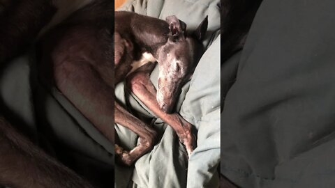 Disabled greyhound fast asleep