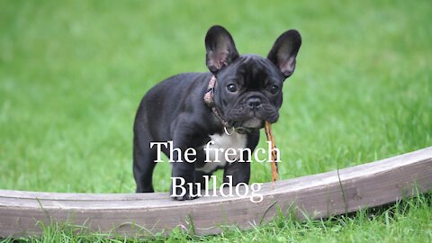 The history of the French bulldog