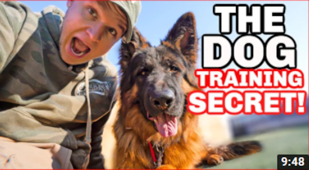 Secrets To Dog Training: How to safely correct your dog!