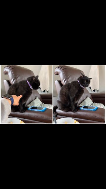 Funny pets - he was mad i didn't let him eat the mac and cheese, wait for the look