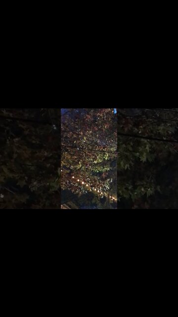 Lights On A Beautiful Fall Tree At Hamburg Fairgrounds