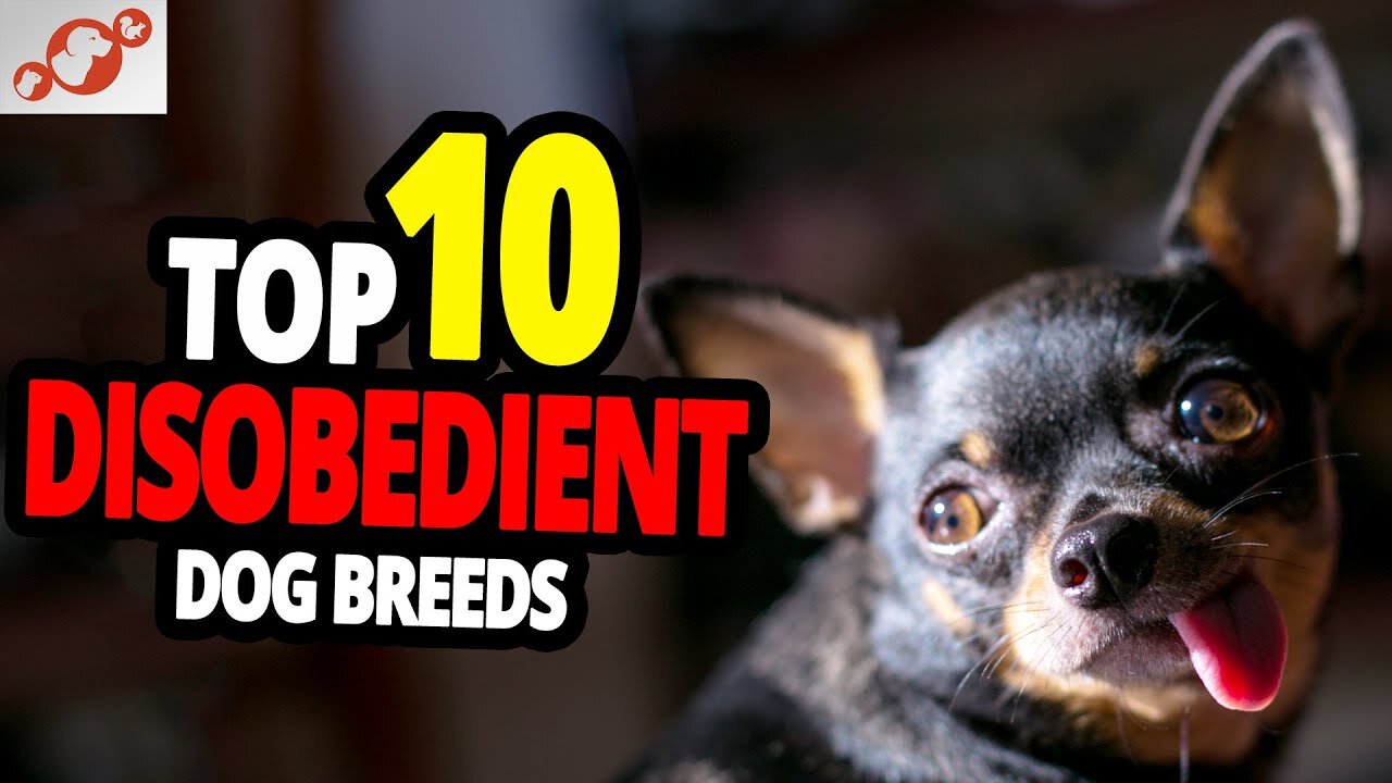 Disobedient Dogs - TOP 10 Most Disobedient Dog Breeds In The World!