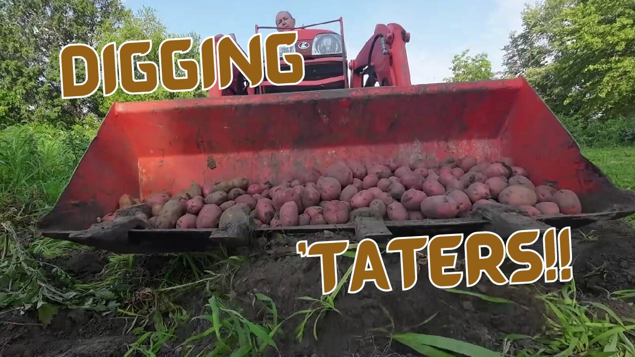 Digging Potatoes